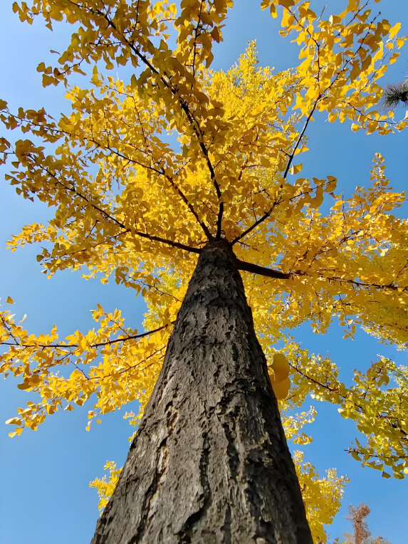 金秋致信：寰宇板材以質(zhì)踐諾，回饋每一份信賴